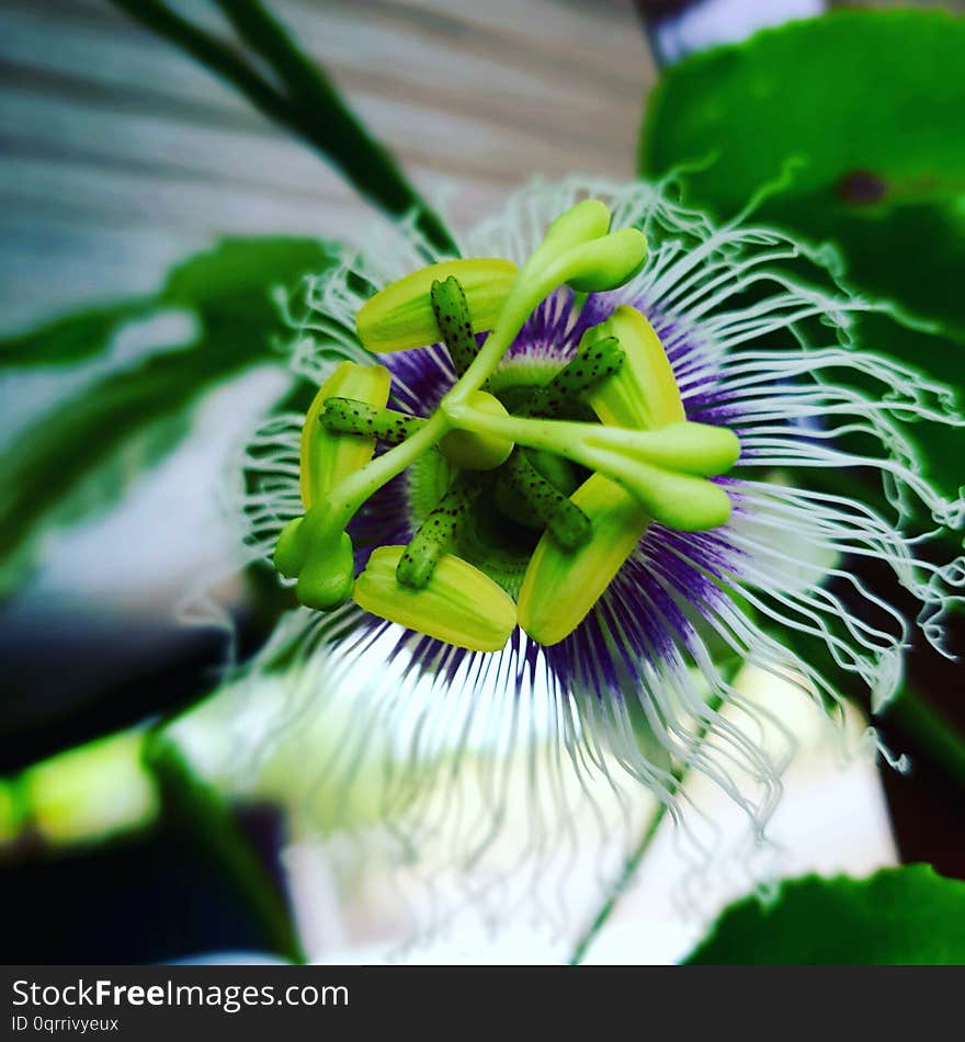 Weird but wonderful grenadella flower photographed in Bloemfontein, South Africa