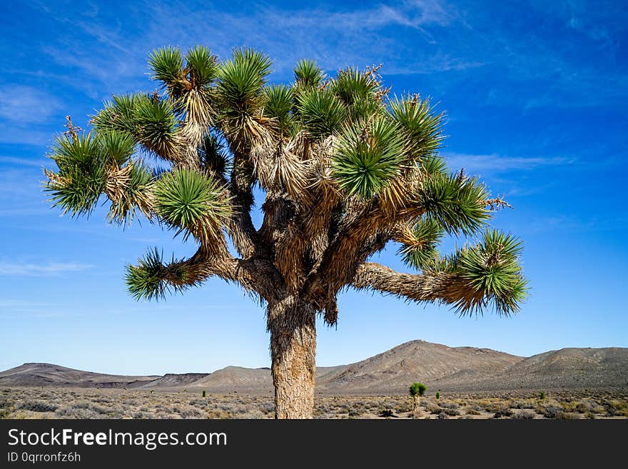 Joshua Tree with green leaves in the desert