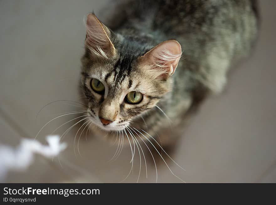 Brown and grey cat with green eyes playing and ready to jump. Brown and grey cat with green eyes playing and ready to jump