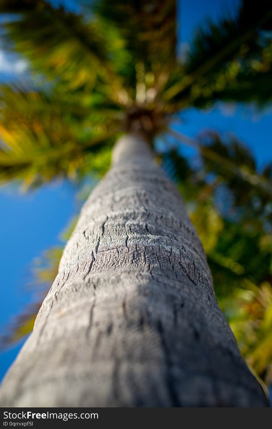 Palm tree and blue sky from low angle in Key West, Florida