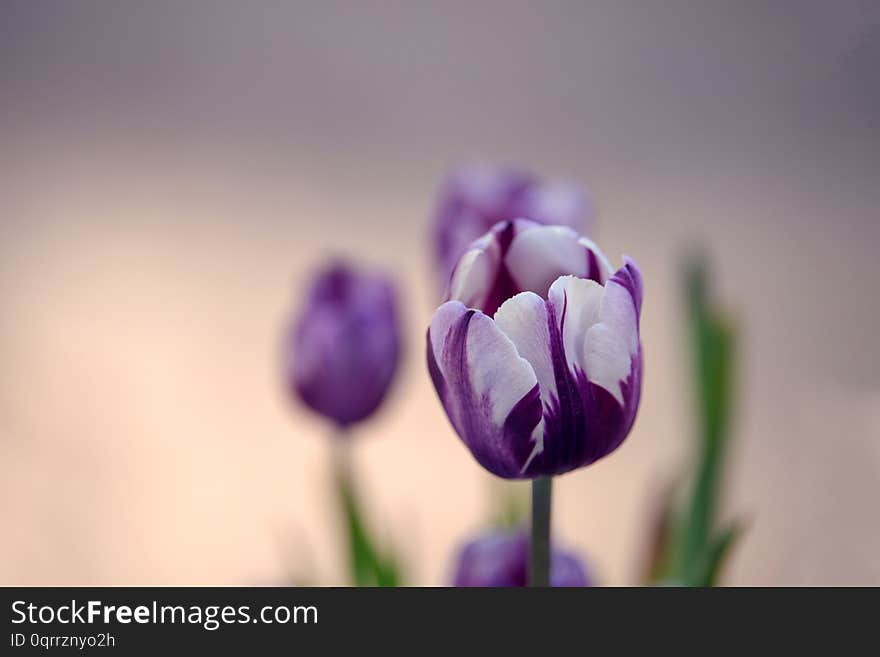 Beautiful and colorful dark violet and white tulips with nice bokeh on sunset light. Large close-up photography from Tulip Festival