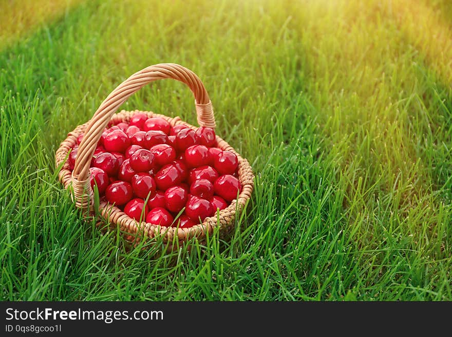 Wicker basket with sweet ripe cherries on green grass