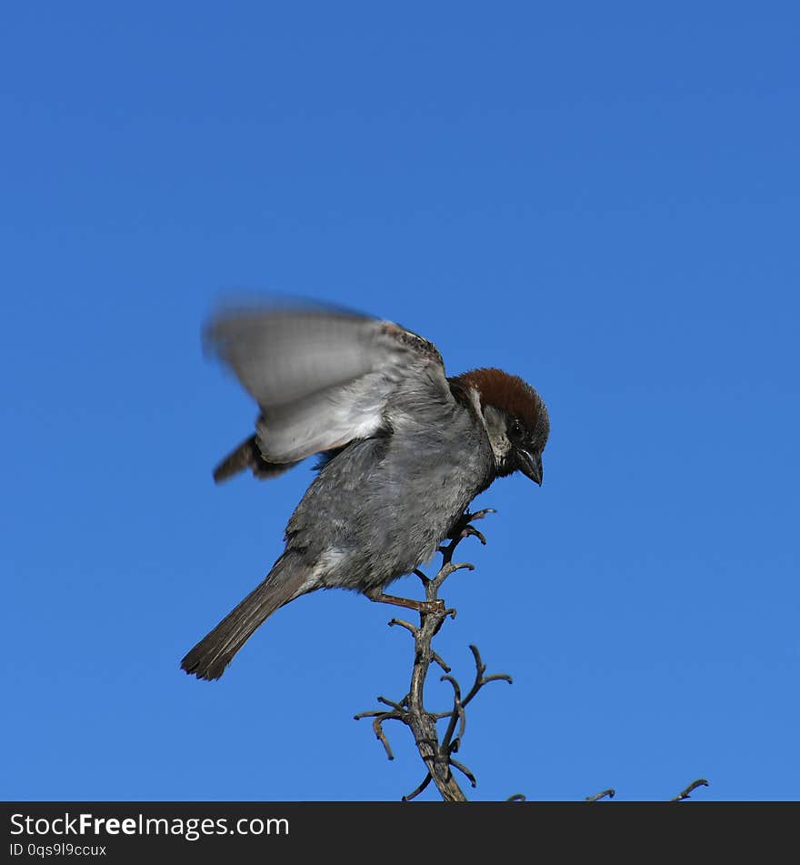 House sparrow on branch against blue sky - Passer domesticus