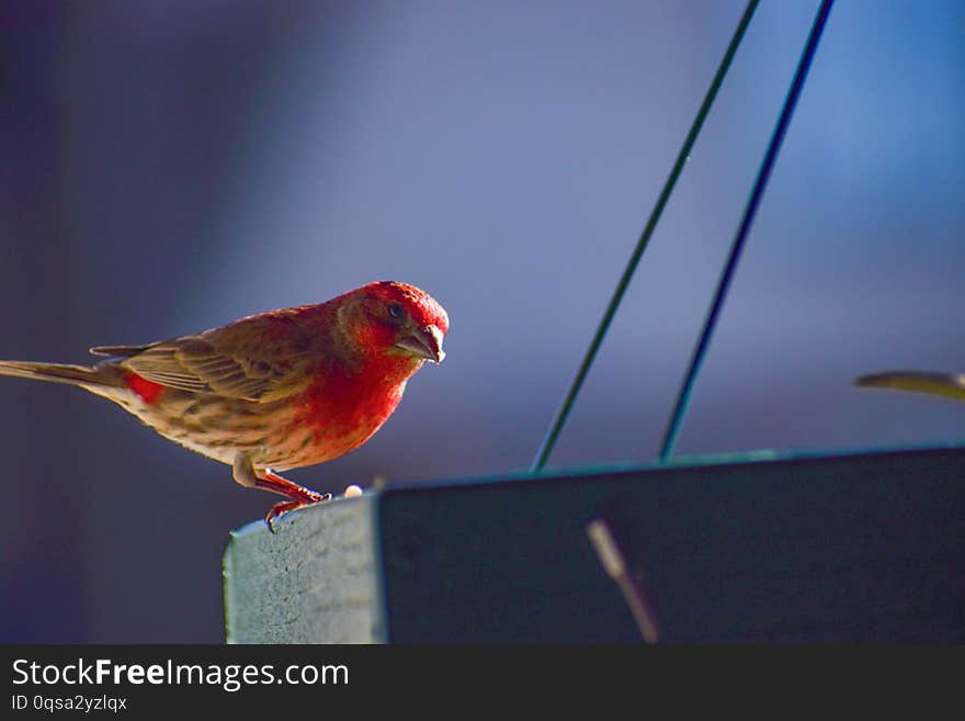 This beautiful cardinal came to the feeder and basked in the sun for a while. This beautiful cardinal came to the feeder and basked in the sun for a while.