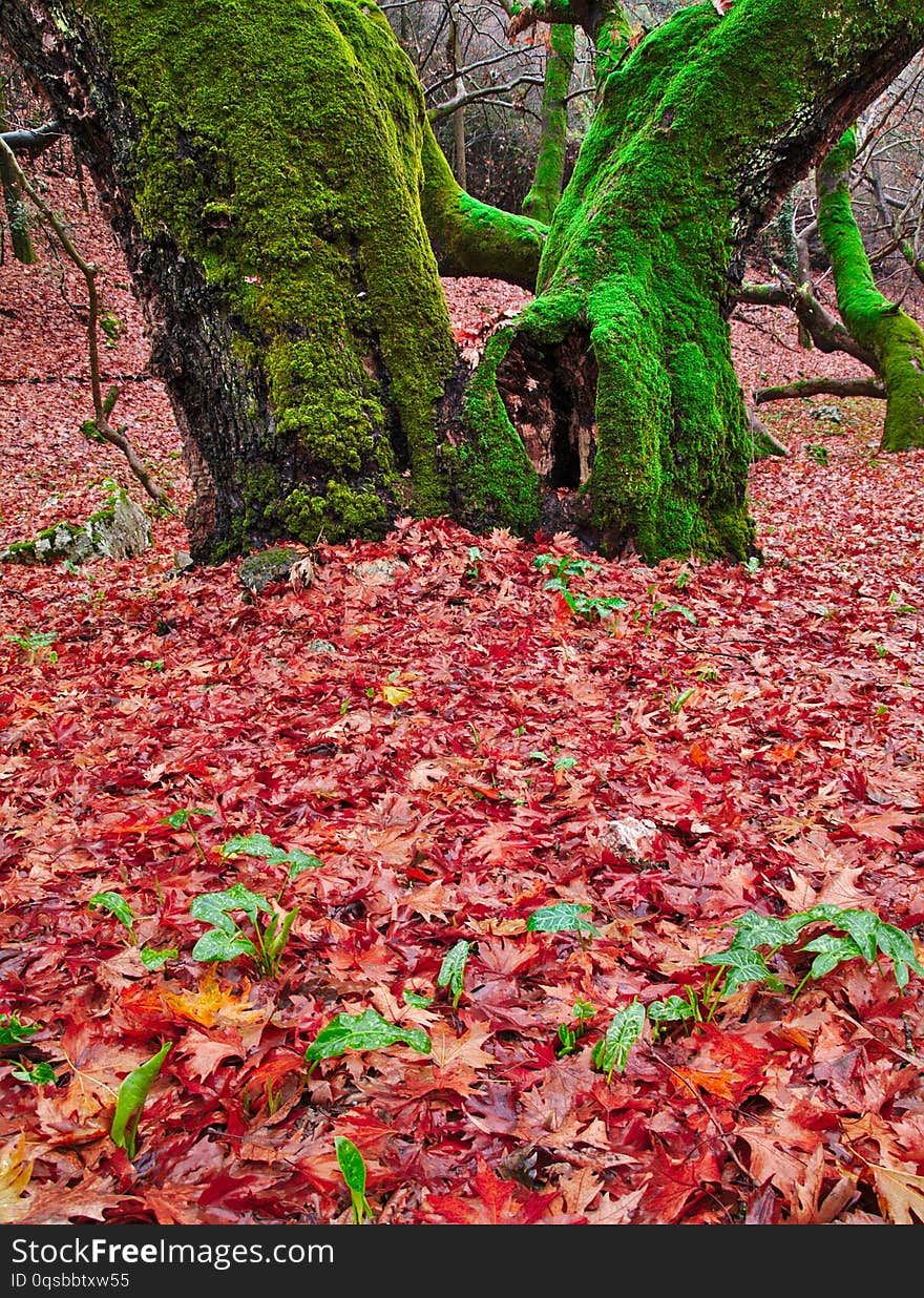 Sycamore Plane Tree Detail With Two Trunks  In Autumn