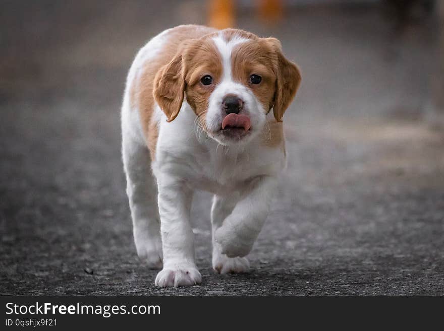 Cute baby dog brittany spaniel looking at camera, close up, walking towards