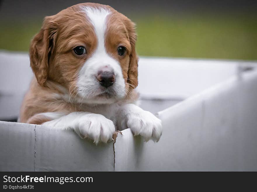 Cute baby brittany dog looking out of the box, close up, wants to escape