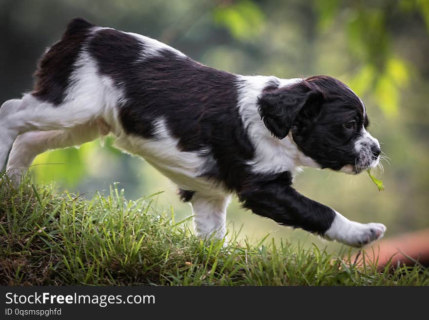 Cute and curious black and white baby brittany spaniel dog puppy portrait running in meadow, withe leaf in his mouth