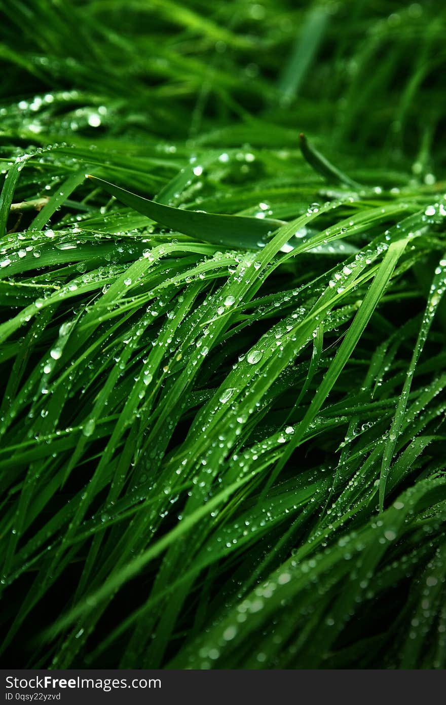 A macro shot of green grass covered with dew drops in the spring. Green meadow with fresh wet grass.