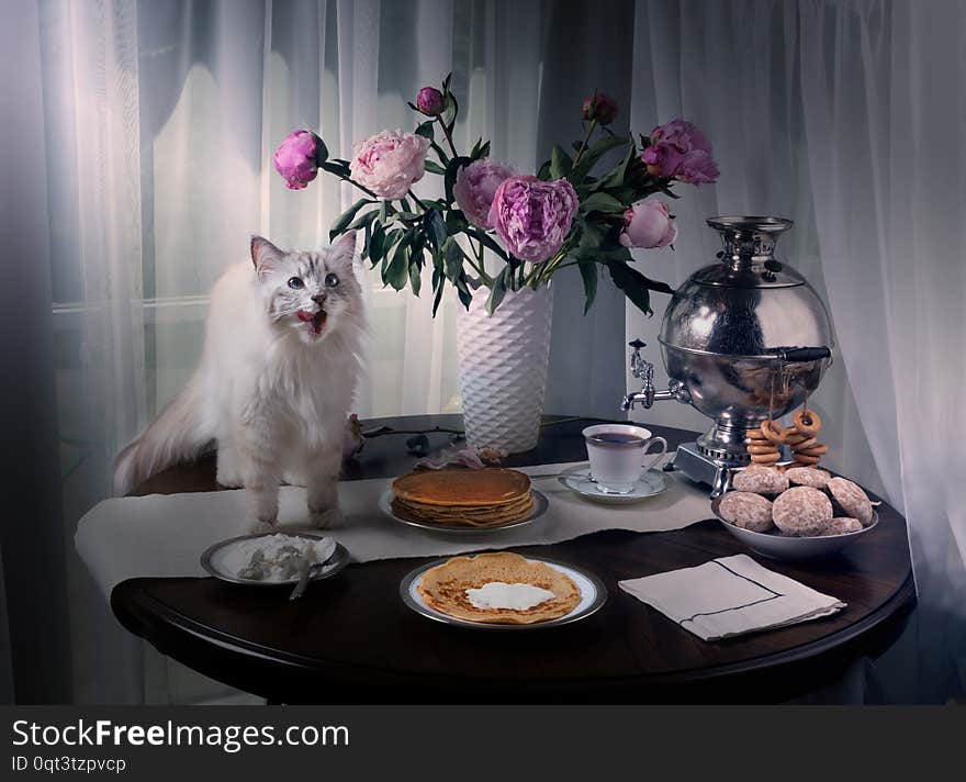 Russian Siberian cat climbed on the table and licked. On the table samovar, pancakes, sour cream and tea.