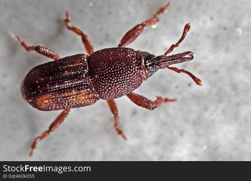 Macro Photo Of Rice Weevil Or Sitophilus Oryzae On The Floor