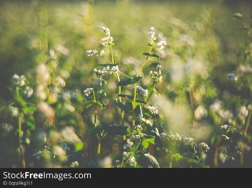 Buckwheat Field, Closeup