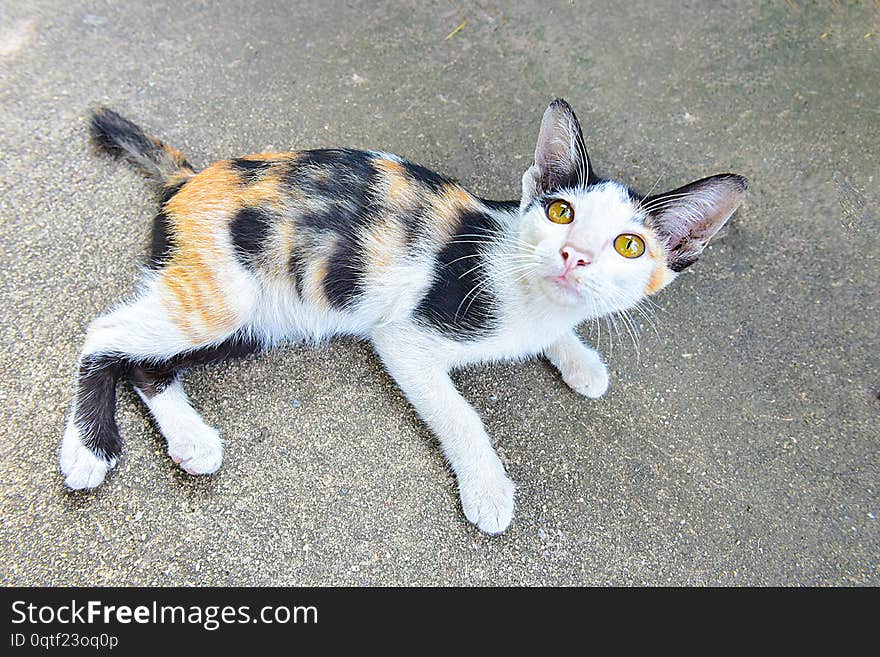 Portrait of Cute cat playing on the cement floor after finish dinner with yellow eyes. Close up