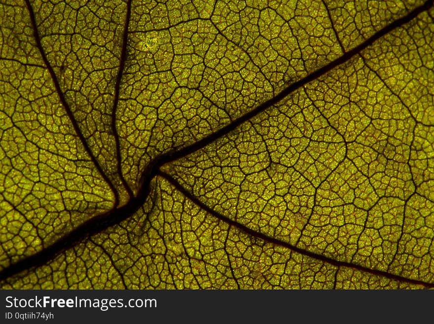 Macro shot a dry leaf texture