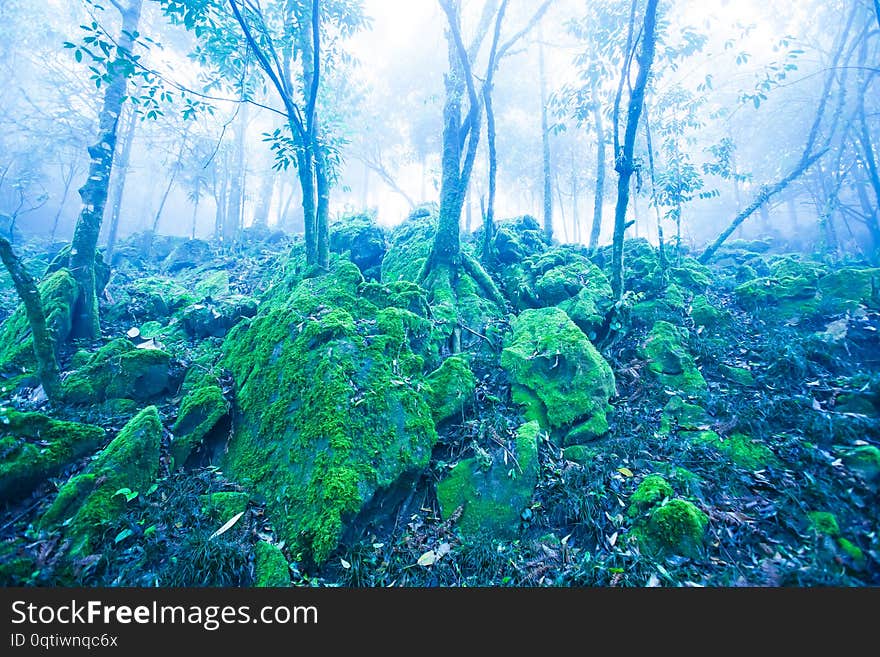 Mystic ancient tropical forest in blue misty, fantastic green moss and lichen in the rocks and branches of wild trees