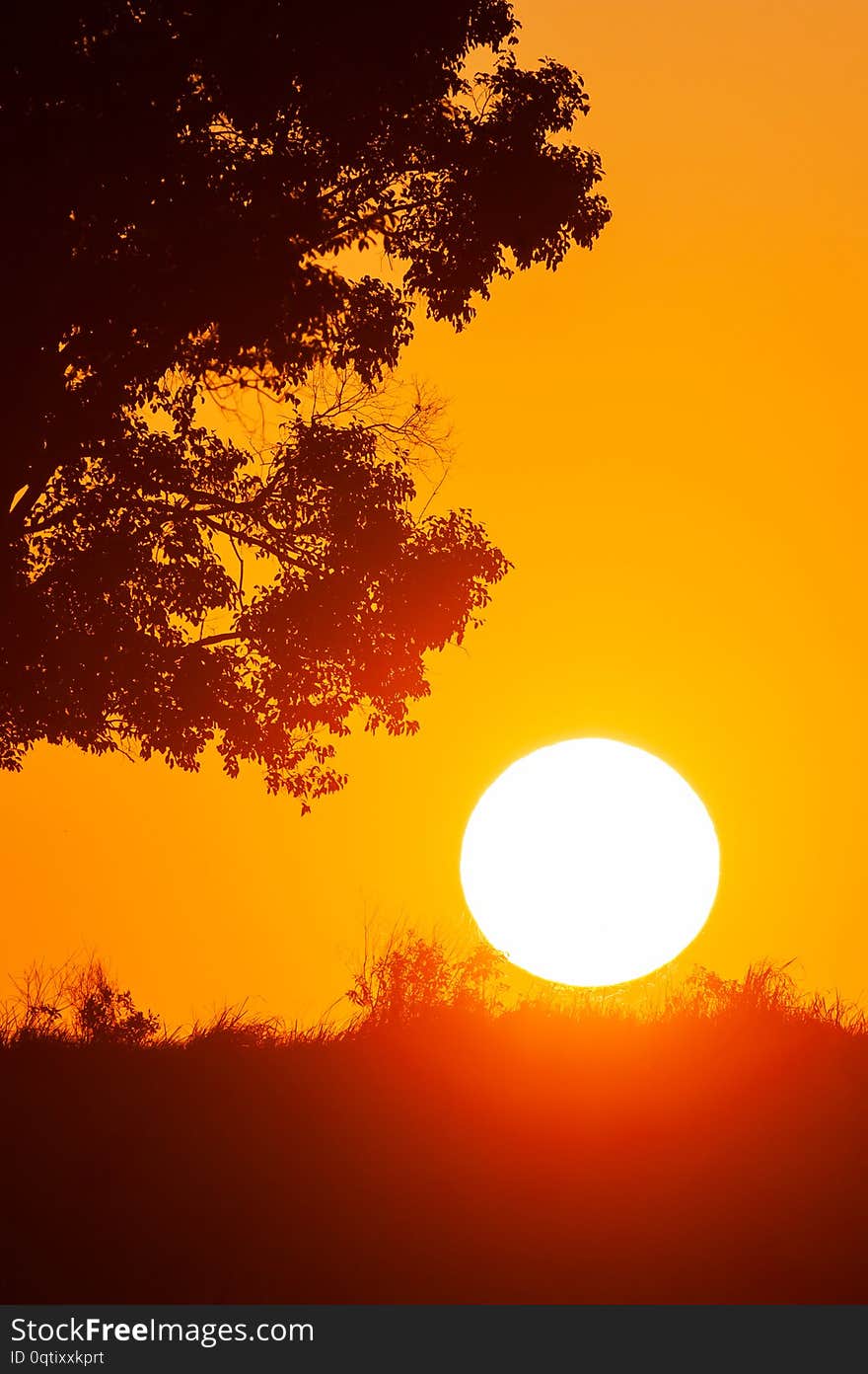 Serene landscape by the sun, the golden sun setting on the grassland and wild trees. Earth day concept