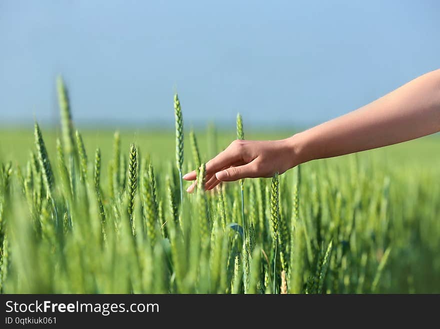 Woman in wheat field on sunny summer day, closeup on hand. Amazing nature. Woman in wheat field on sunny summer day, closeup on hand. Amazing nature