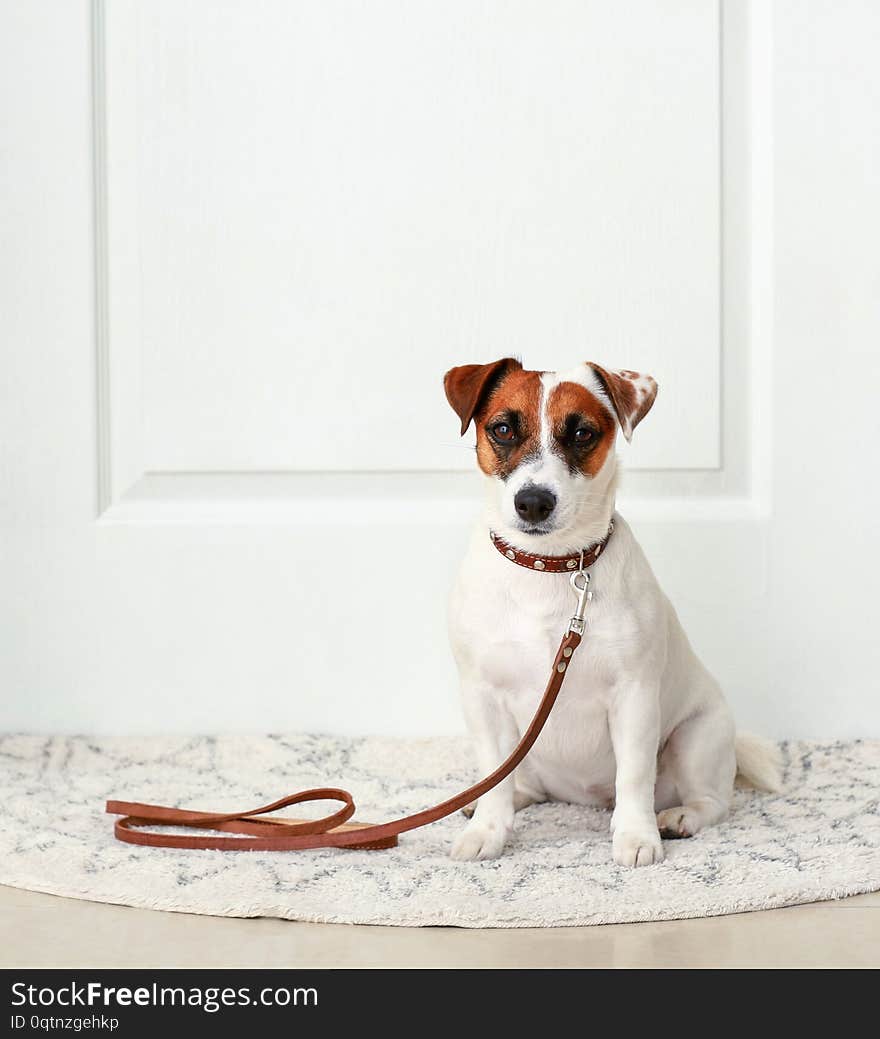 Cute Jack Russell terrier sitting on rug near door at home