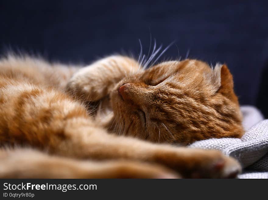 Cute Scottish fold cat sleeping at home