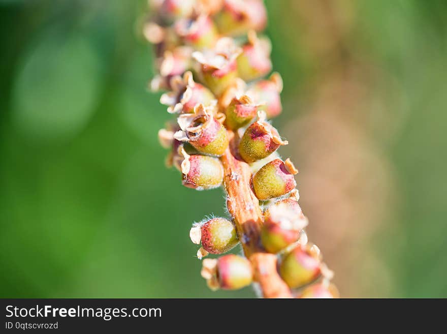 Bottle brush tree fruit with seeds close up