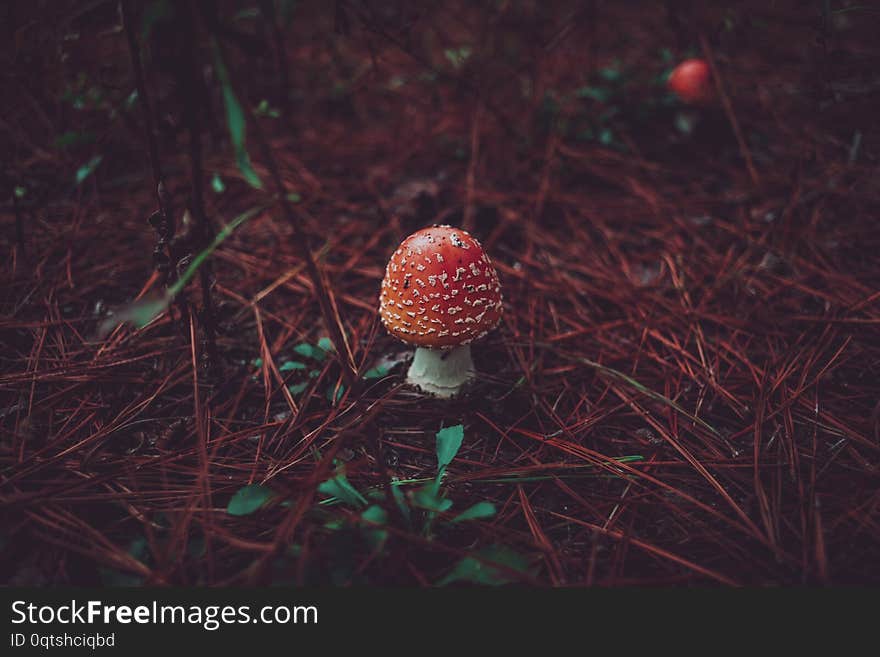 The fruiting body of a peach-colored fly agaric Amanita persicina