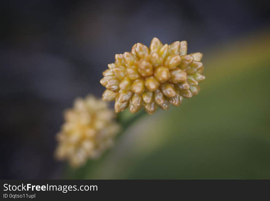 Roraima native flora