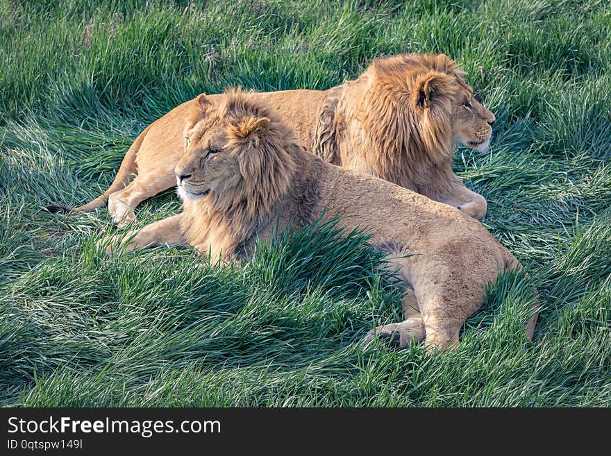 A pair of young lions are resting lying on the green grass.