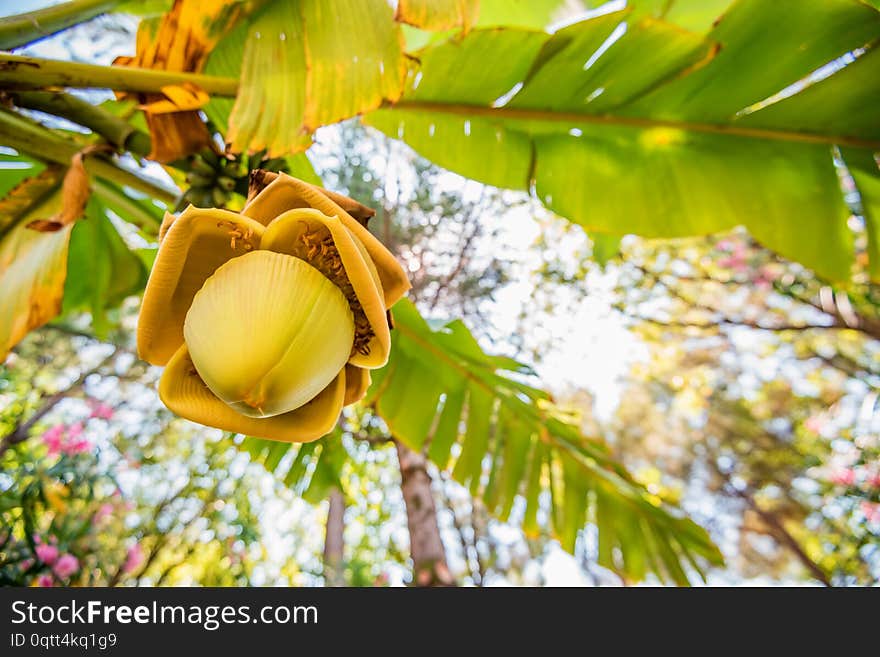 Bottom view cluster of unripe banana fruits hanging from the tree