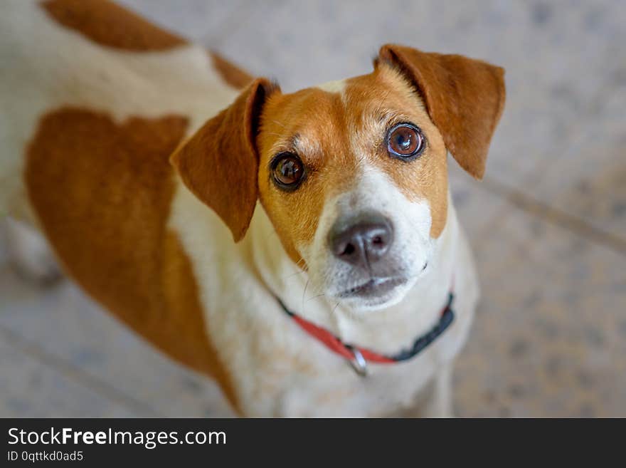 Cute curious dog looking at camera.