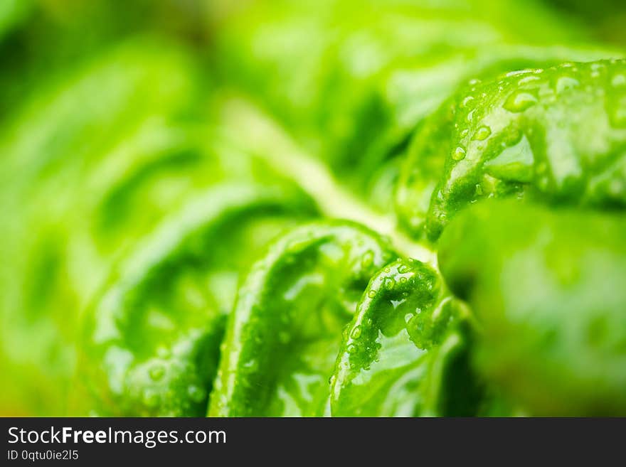 Close up of fresh organic vegetable