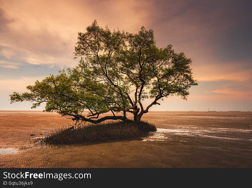 Natural Landscape of Lonely Tree in The Sea Coast at Sunset, Nature Scenery of Seascape, Horizon and The Beach.