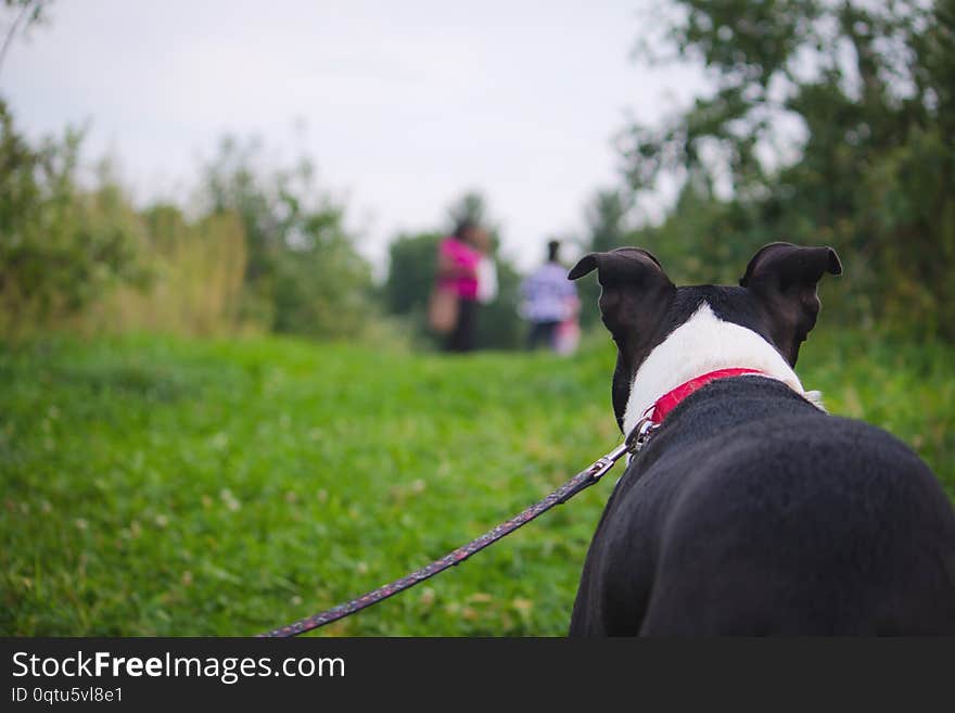 Dog on a leash shot from behind in a green field with people blurred in the background