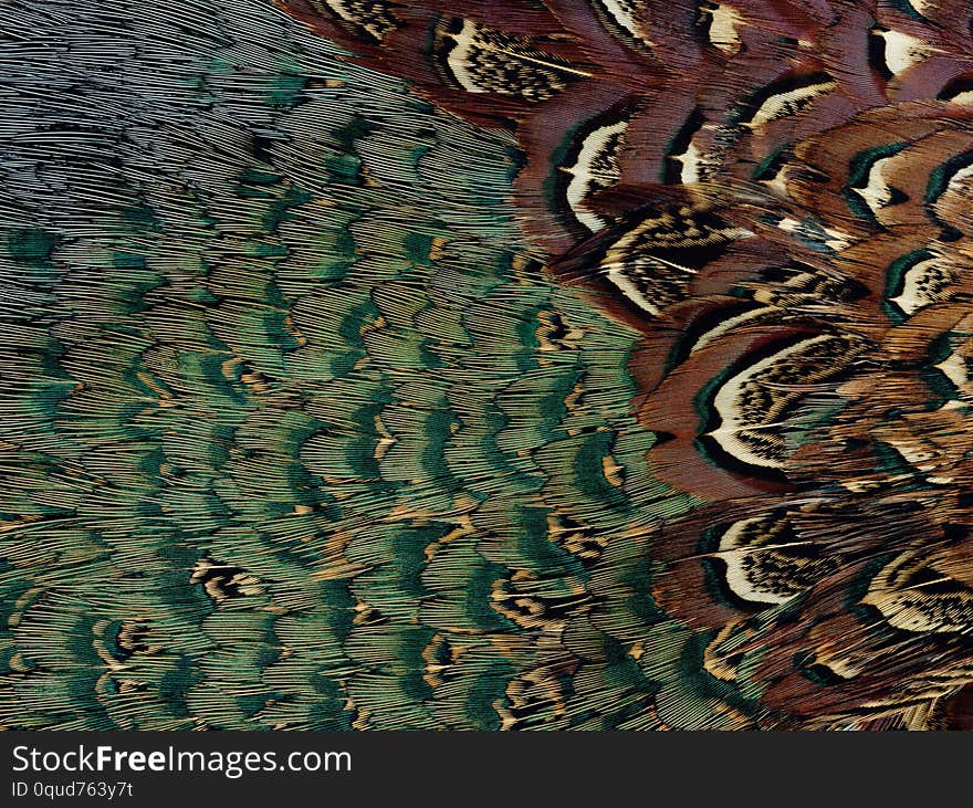 Closeup abstract background image of colorful ring-necked pheasant feathers. Closeup abstract background image of colorful ring-necked pheasant feathers