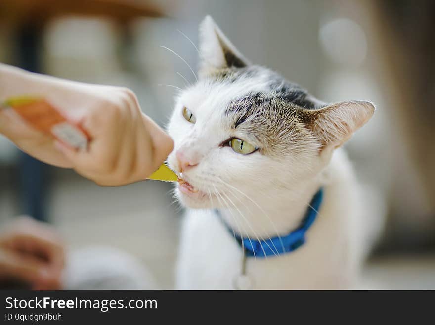 Small cat eating instant food from human hand , in soft focus