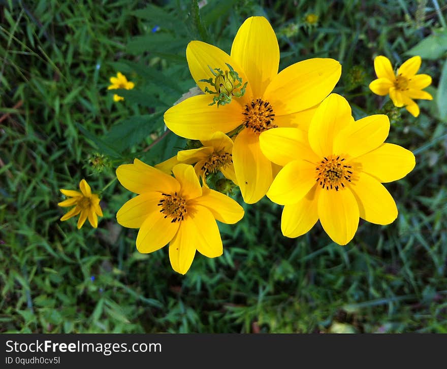 Yellow Spring Flowers