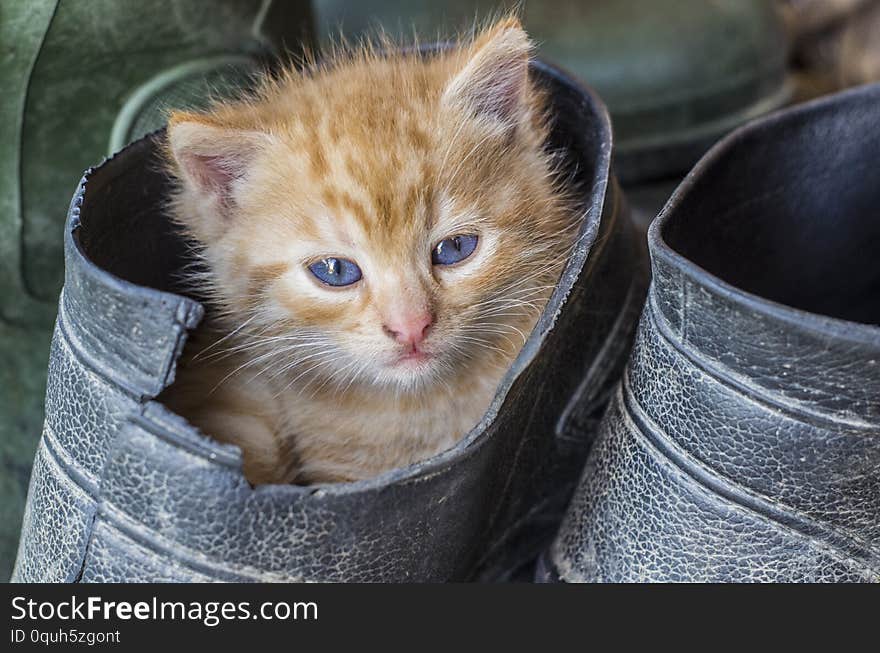 Kitty in a rubber boot. Cute rural photo. Little red kitten. Kitty in a rubber boot. Cute rural photo. Little red kitten