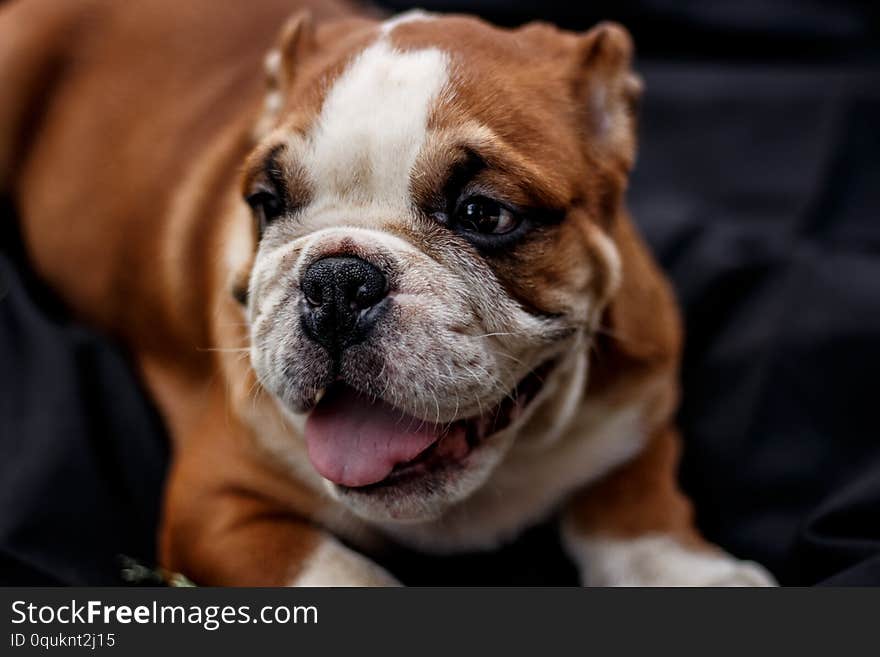 Bulldog puppy. Cute Pets. Sleeping puppy. Dog. Friend of man. A living toy. purebred dog. Playful puppy. Sad eyes. Mischief. Pet.