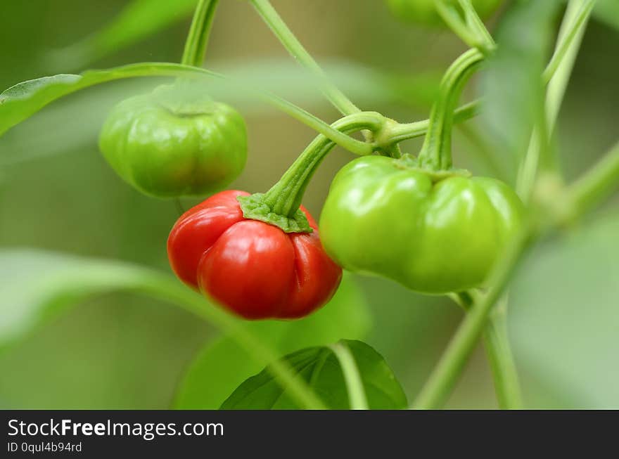 Organic red and green pumpkin pepper.