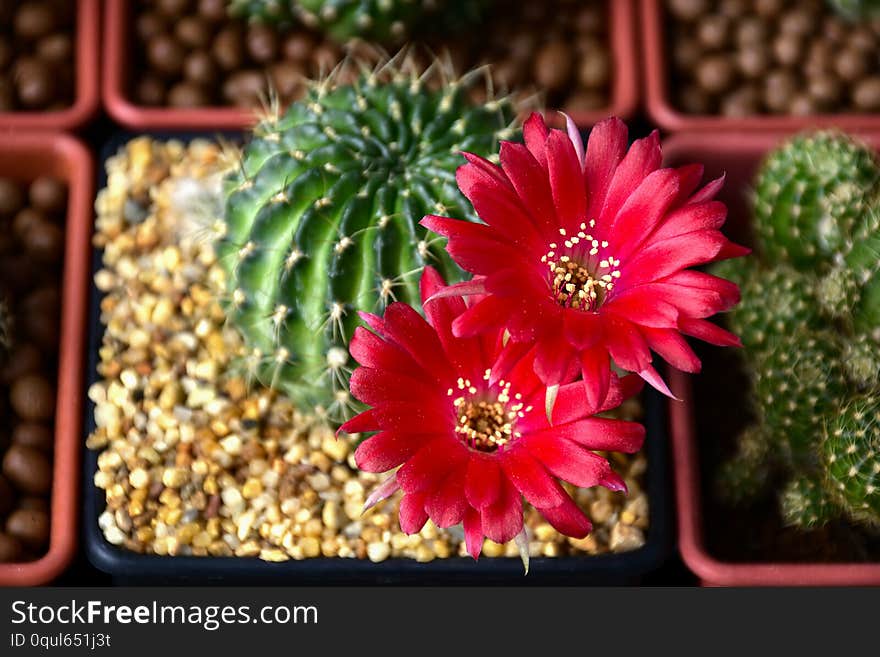 Red flowers of Lobivia spp