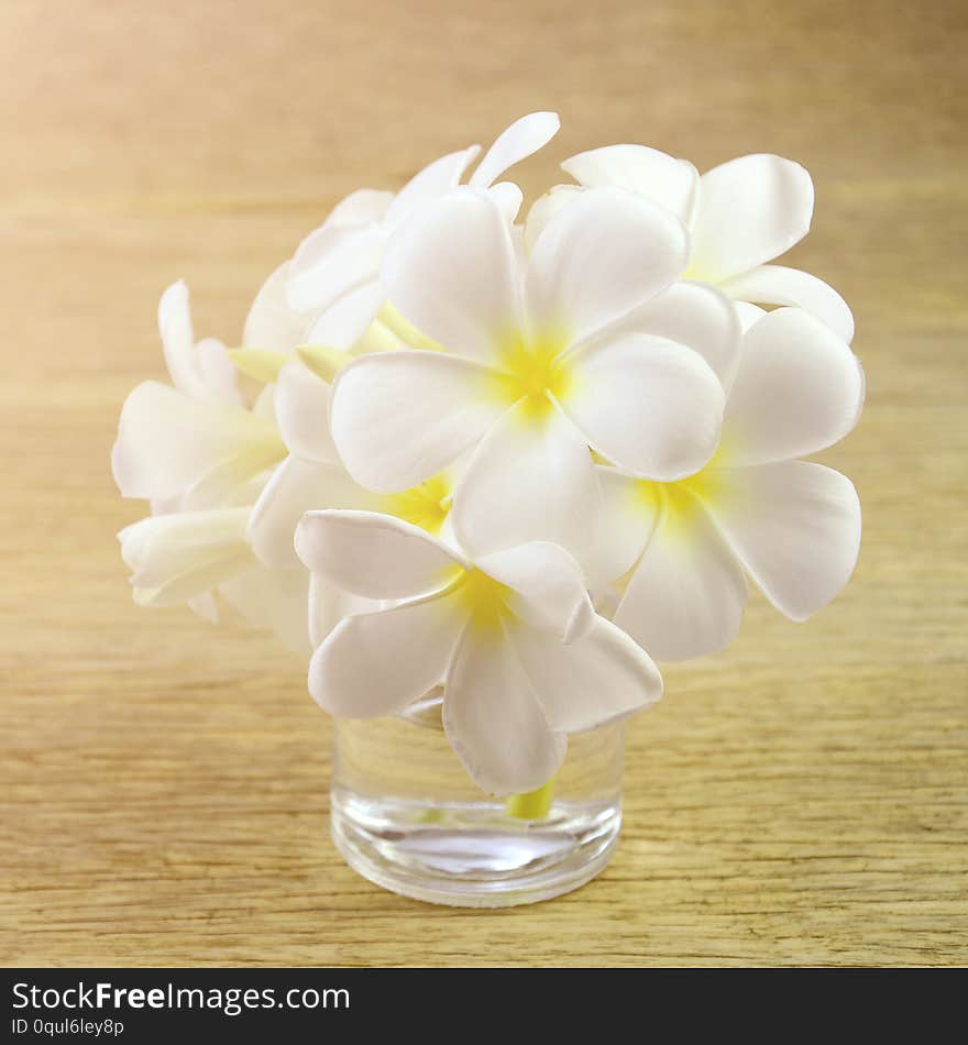 White Frangipani flowers with warm light tone on old wood background.