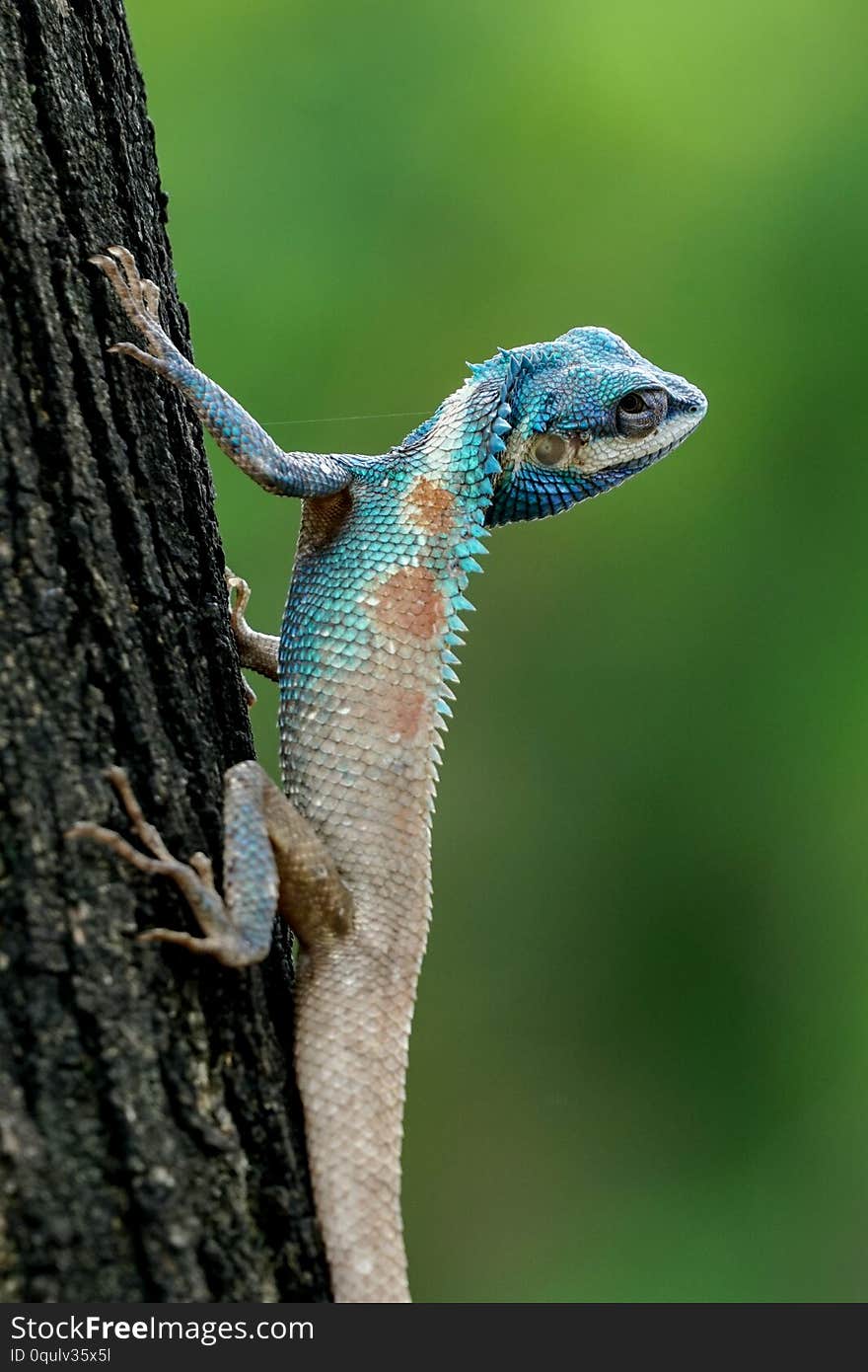 ฺBlue-crested lizard climbing a tree and turning its head to look at something, alerted. ฺBlue-crested lizard climbing a tree and turning its head to look at something, alerted