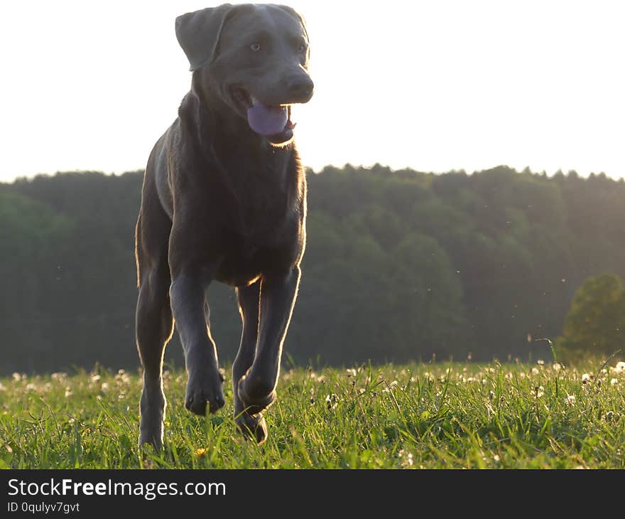 Running Labrador Retriever silver