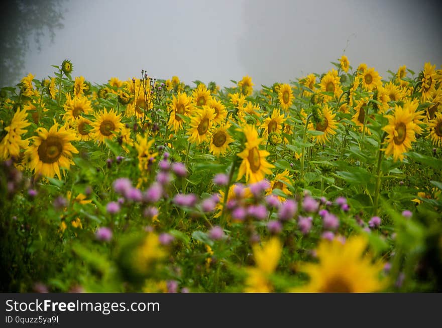 nice and warm in summer field with blooming sunflower blossoms