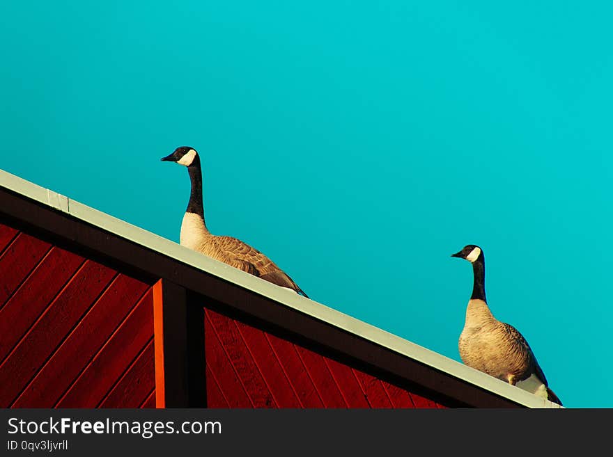 Two geese standing on top of a wooden surface with a clear blue background