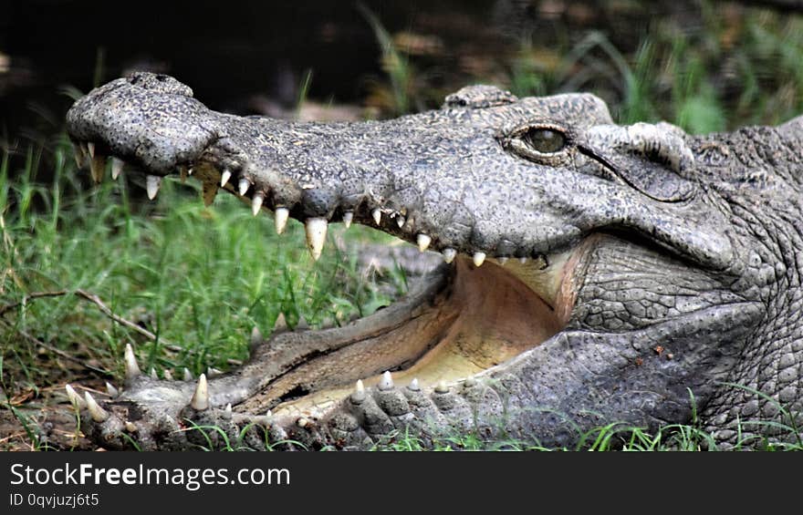 Crocodile in Delhi zoo