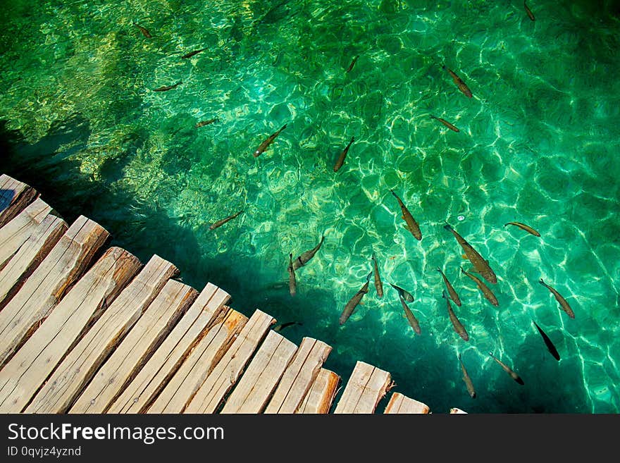 Clear water in Plitvice lakes- fishes and boat. There is wooden bridge from planks