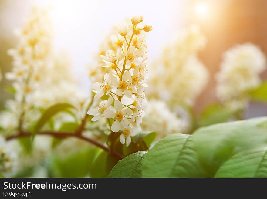 Bird cherry blossoms in delicate fragrant clusters of flowers