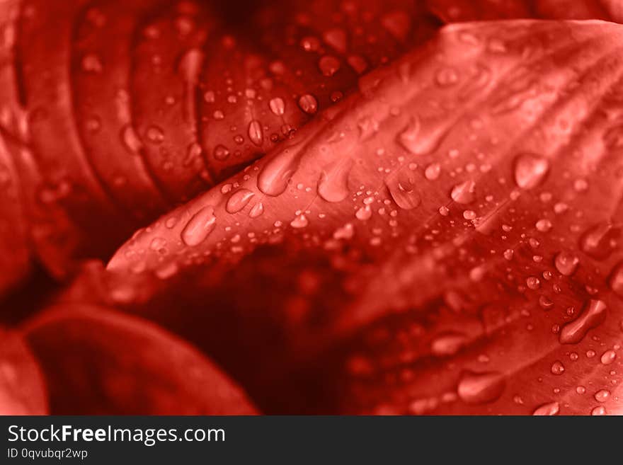 Macro photo of leaf vith rain drops in coral colors. Trendy 2019 floral bacckground