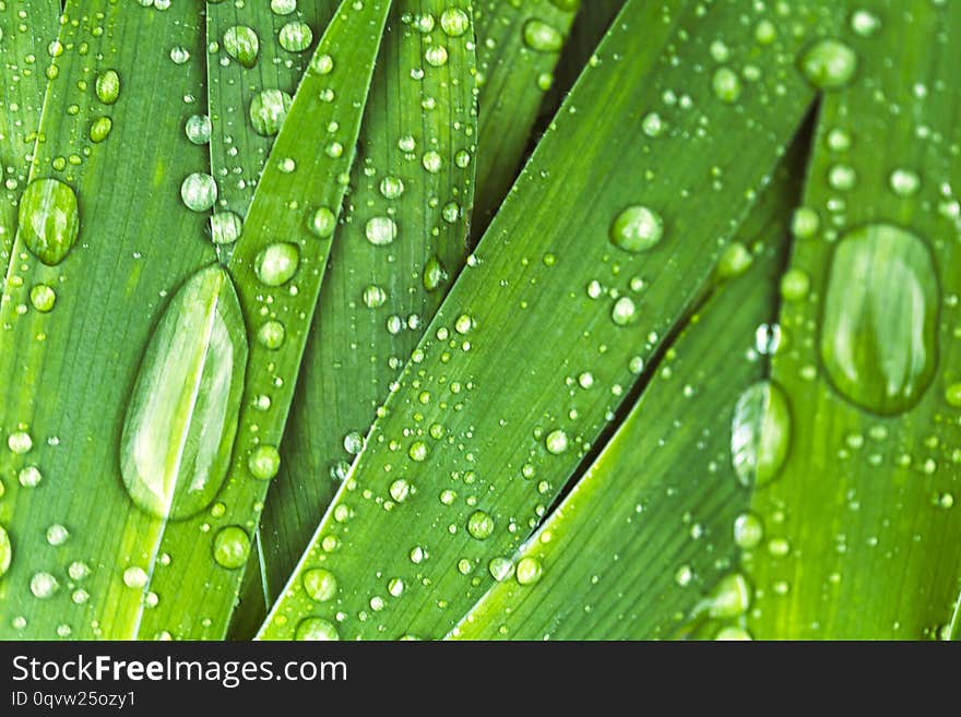 Green fresh leaves with raindrops. Close up background