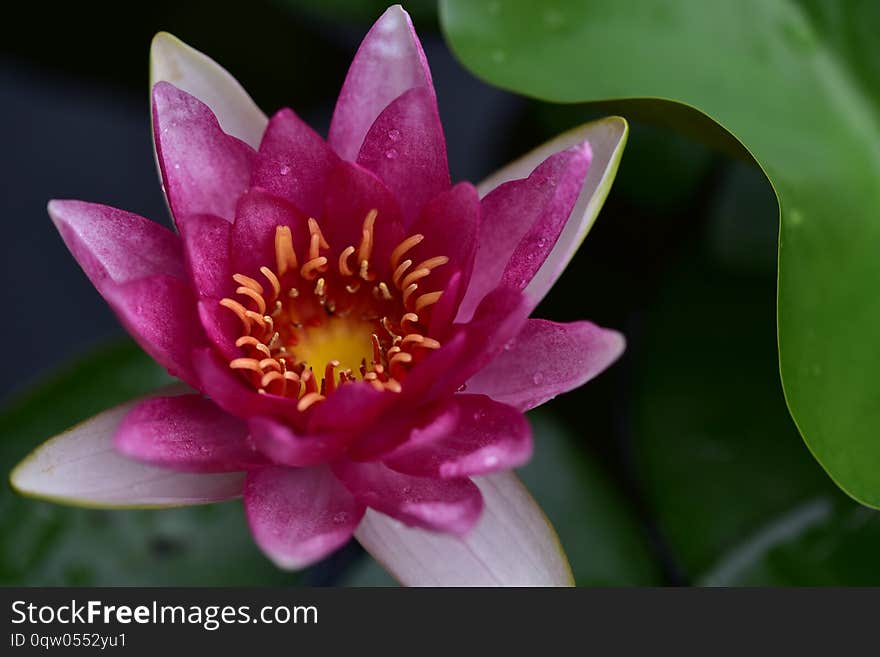 Nice colorful water lilly close up in the sunshine